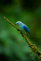 Blur Gray Tanager 2