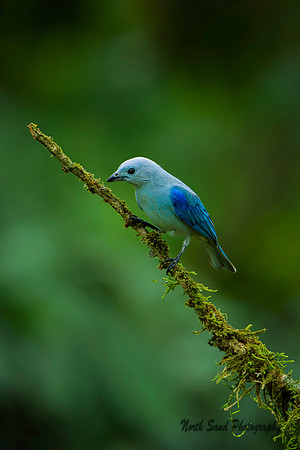Blur Gray Tanager 2