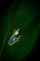 Red Eyed Tree Frog