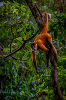 Spider Monkey 2