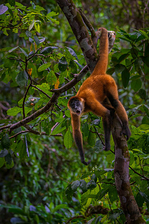 Spider Monkey 2