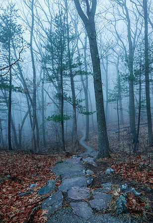 Into the fog