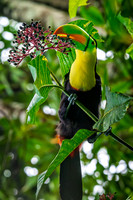 Keel-Billed Toucan 2