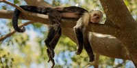 Panamanian Capuchin Monkey 2
