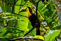 Costa Rica Wildlife