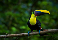 Yellow-throated Toucan 2