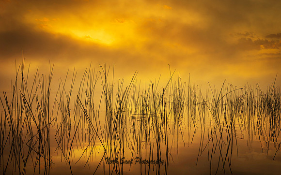Orange Fog