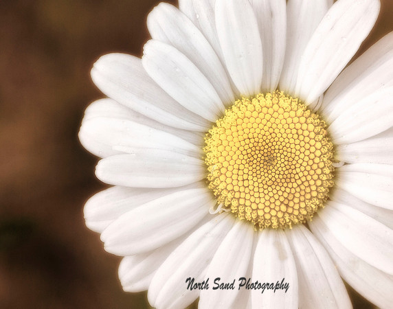 Daisy Glow