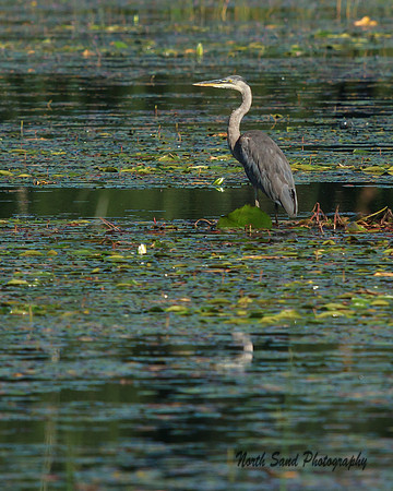 Morning Angler
