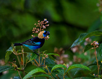 Golden Hooded Tanager