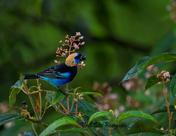 Golden Hooded Tanager