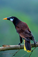 Montezuma Oropendola