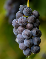 Grapes