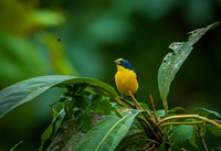 Yellow-throated Euphonia 1