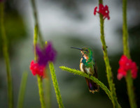 Green Breasted Mango