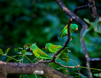 Orange chinned Parakeets
