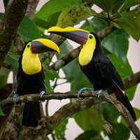 Yellow-throated Toucan 3