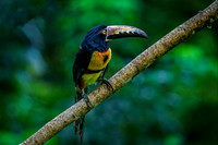 Collared Aracari