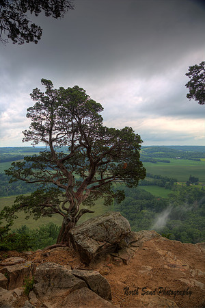 Gibralter tree