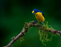 Yellow-throated Euphonia 2