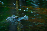 Spectacled Caiman