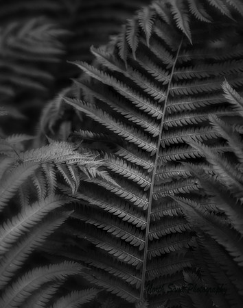 Ferns