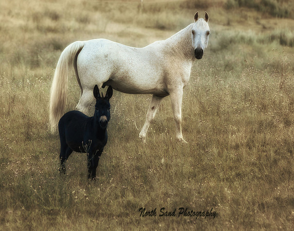 Horse & Donkey