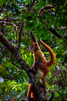 Spider Monkey 3