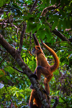 Spider Monkey 3
