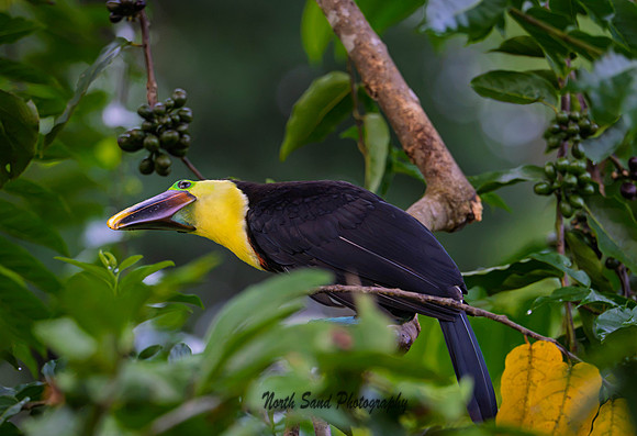Yellow-throated Toucan 1