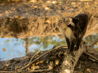 Panamanian Capuchin Monkey 1