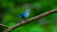 Blue Gray Tanager 1