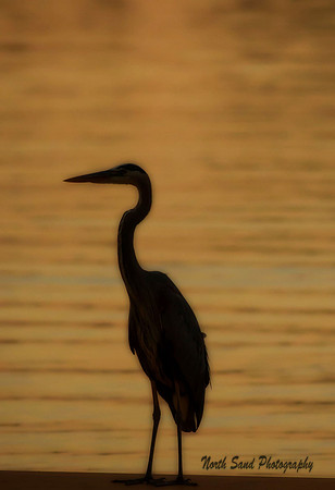 Heron Silhouette