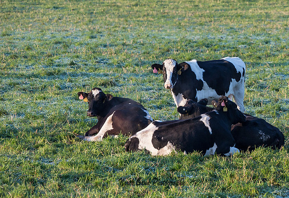 Cows