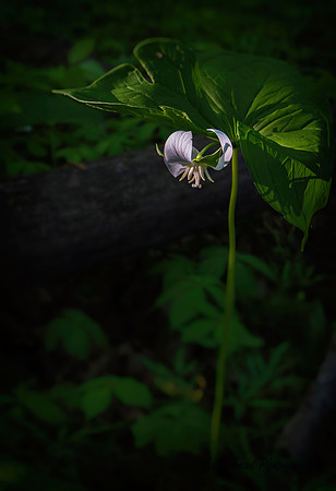 Trillium at Sunrise