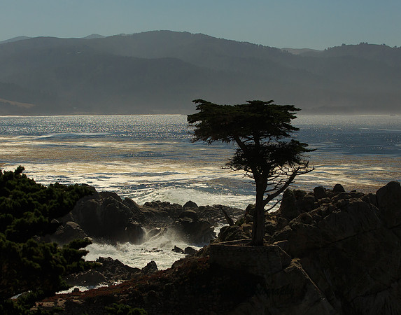 Lone Cypress