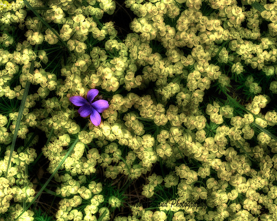 Purple and Gold
