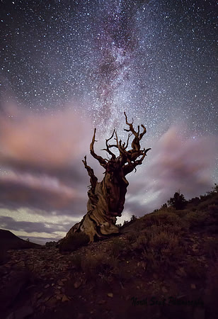 Bristle Cone Milky Way