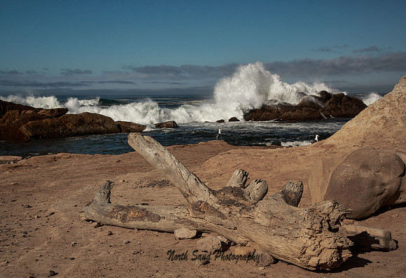 Driftwood