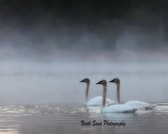 Swans