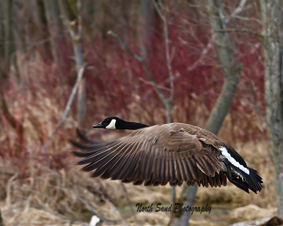 Canadian Goose