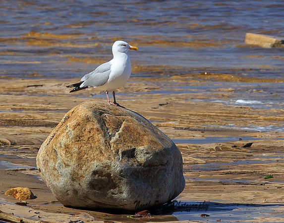 Gull