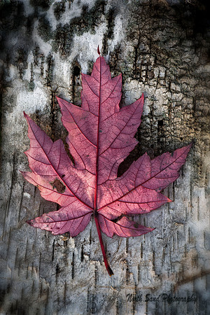 Autumn Birch
