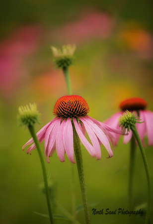 Cornflower