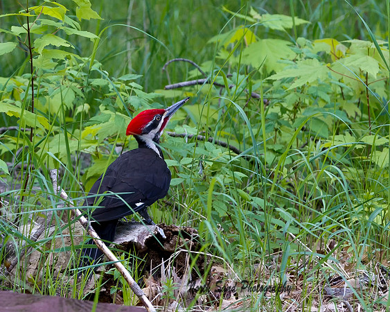 Pileated Woodpecker I