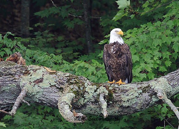 Bald Eagle & Centipede share a tree
