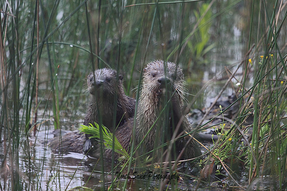 Otter Family