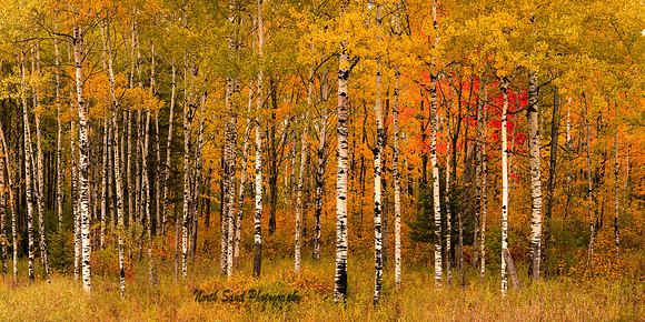 Autumn Birch