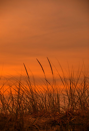 Sunrise Beach Grass