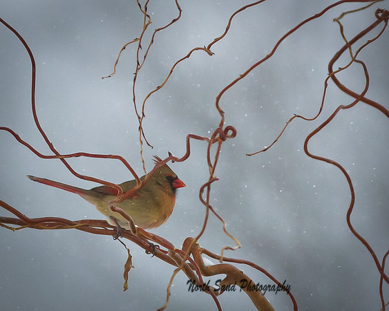 Female Cardinal